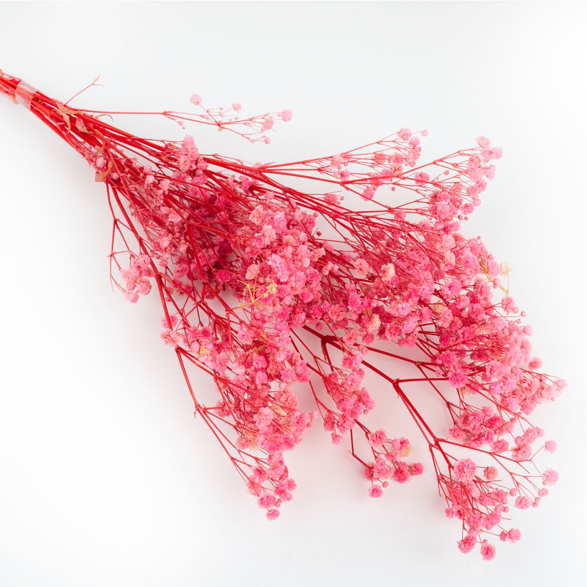 Gypsophylla