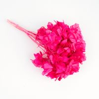 Hydrangea