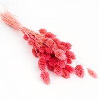 Phalaris