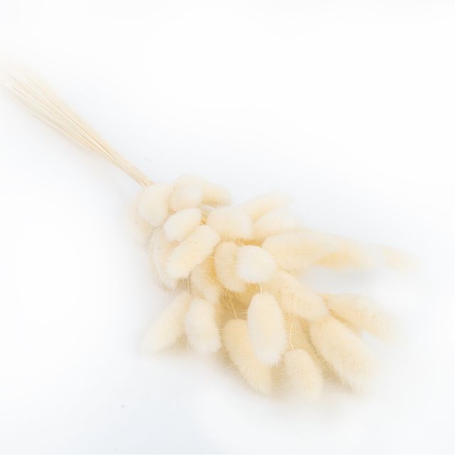 Lagurus