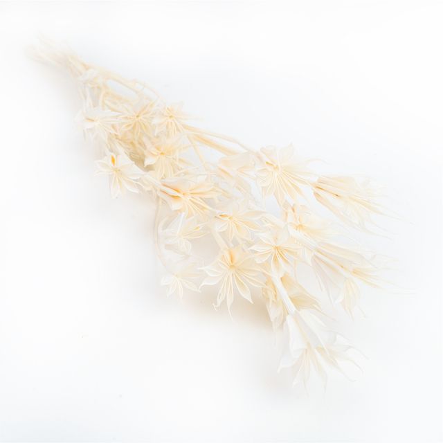 Nigella