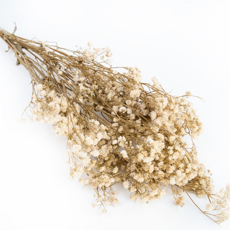 Gypsophylla