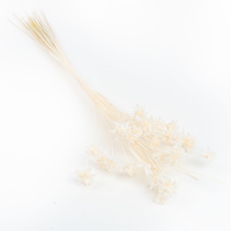 Hill Flower