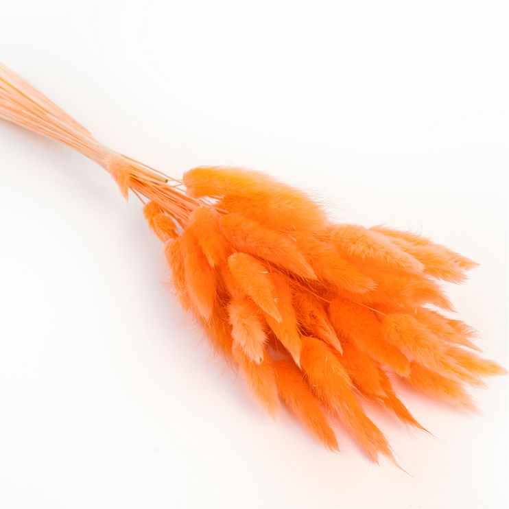 Lagurus