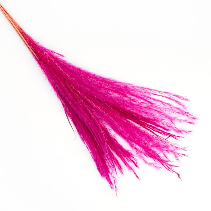 Miscanthus