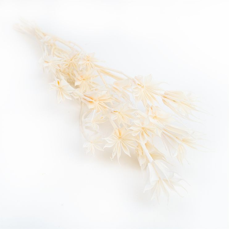 Nigella