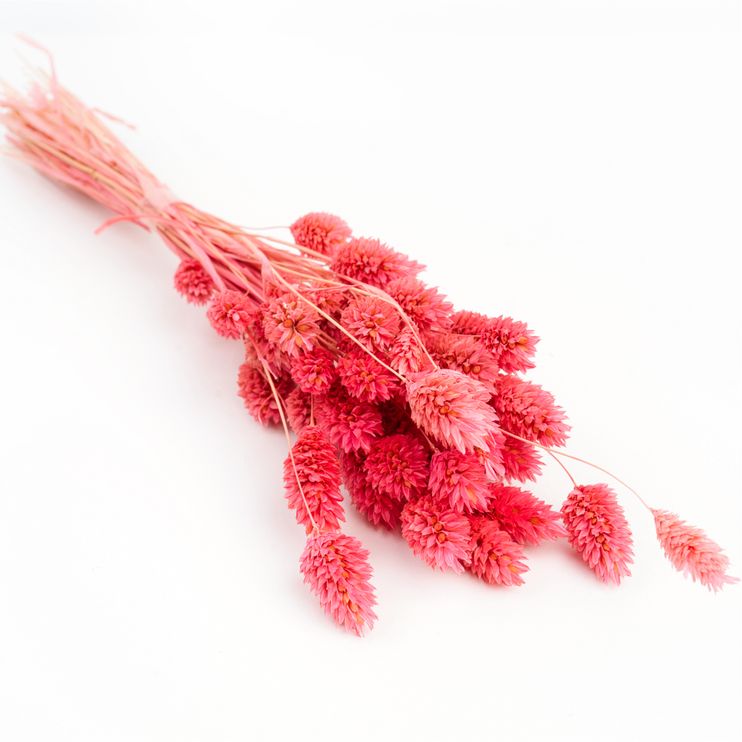 Phalaris