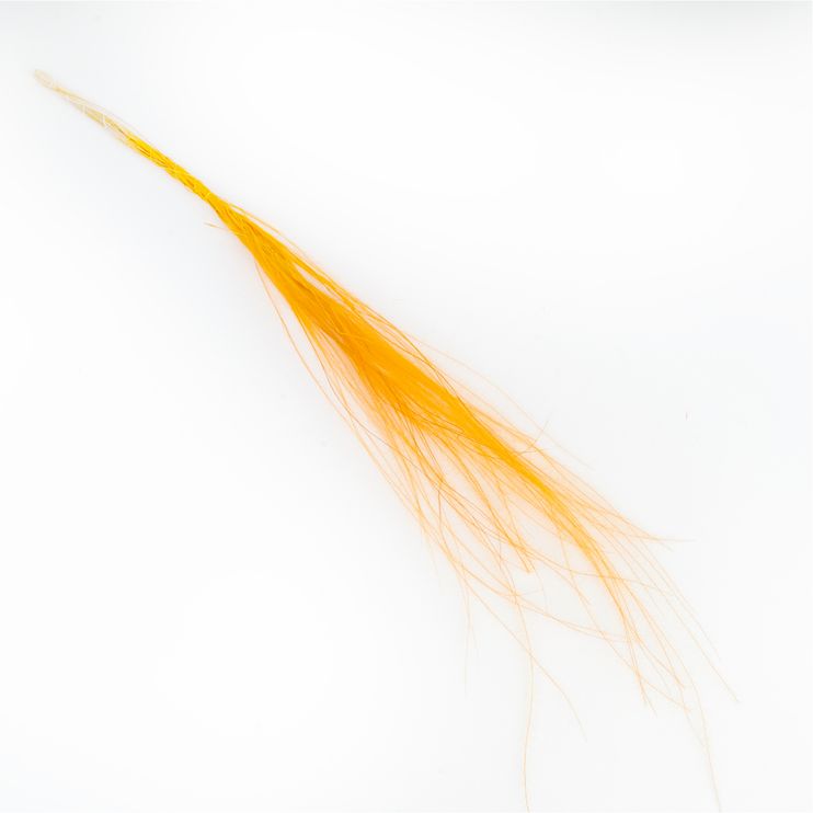 Stypha
